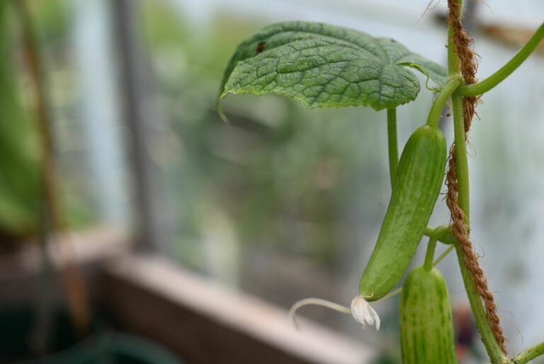 Cucumber growing