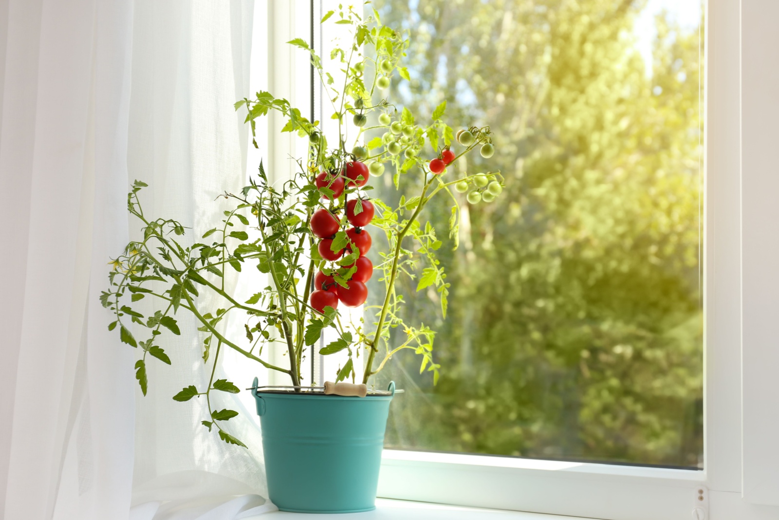 10 Vegetables You Can Keep Growing In Buckets Year Round In West Maine
