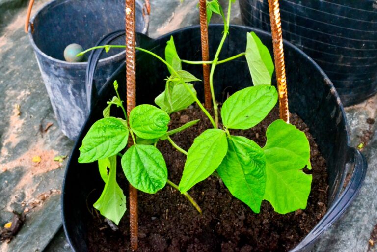pepper plant grown in a bucket