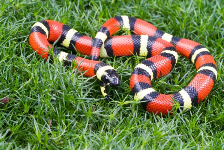 coral snake (featured image)