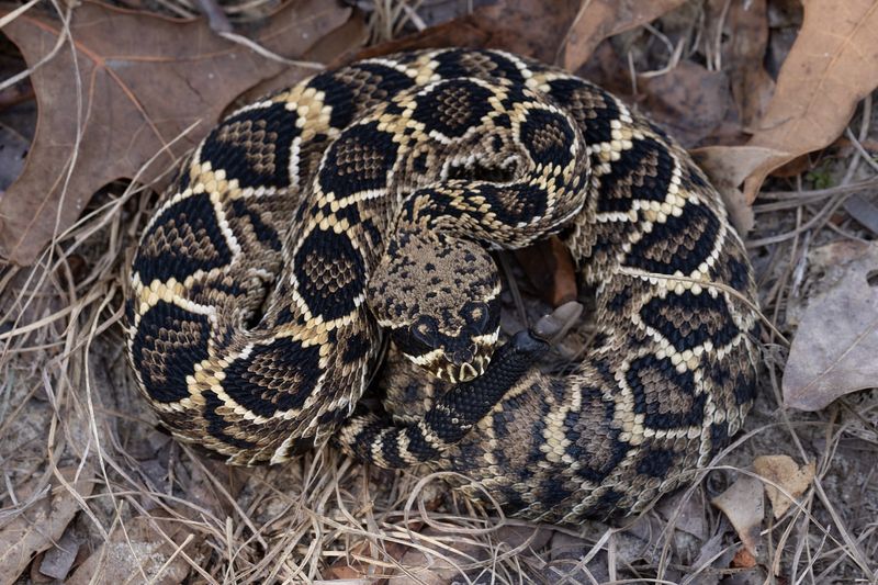 Eastern Diamondback Rattlesnake