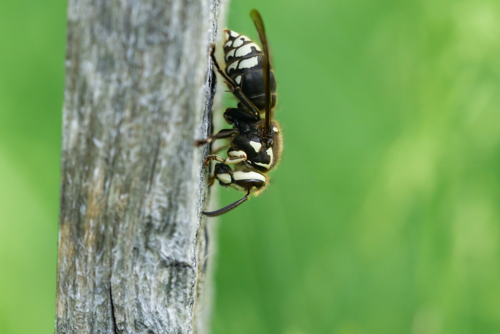 bald faced hornet