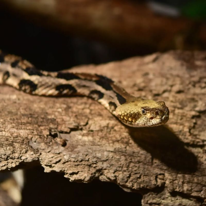 Timber Rattlesnake