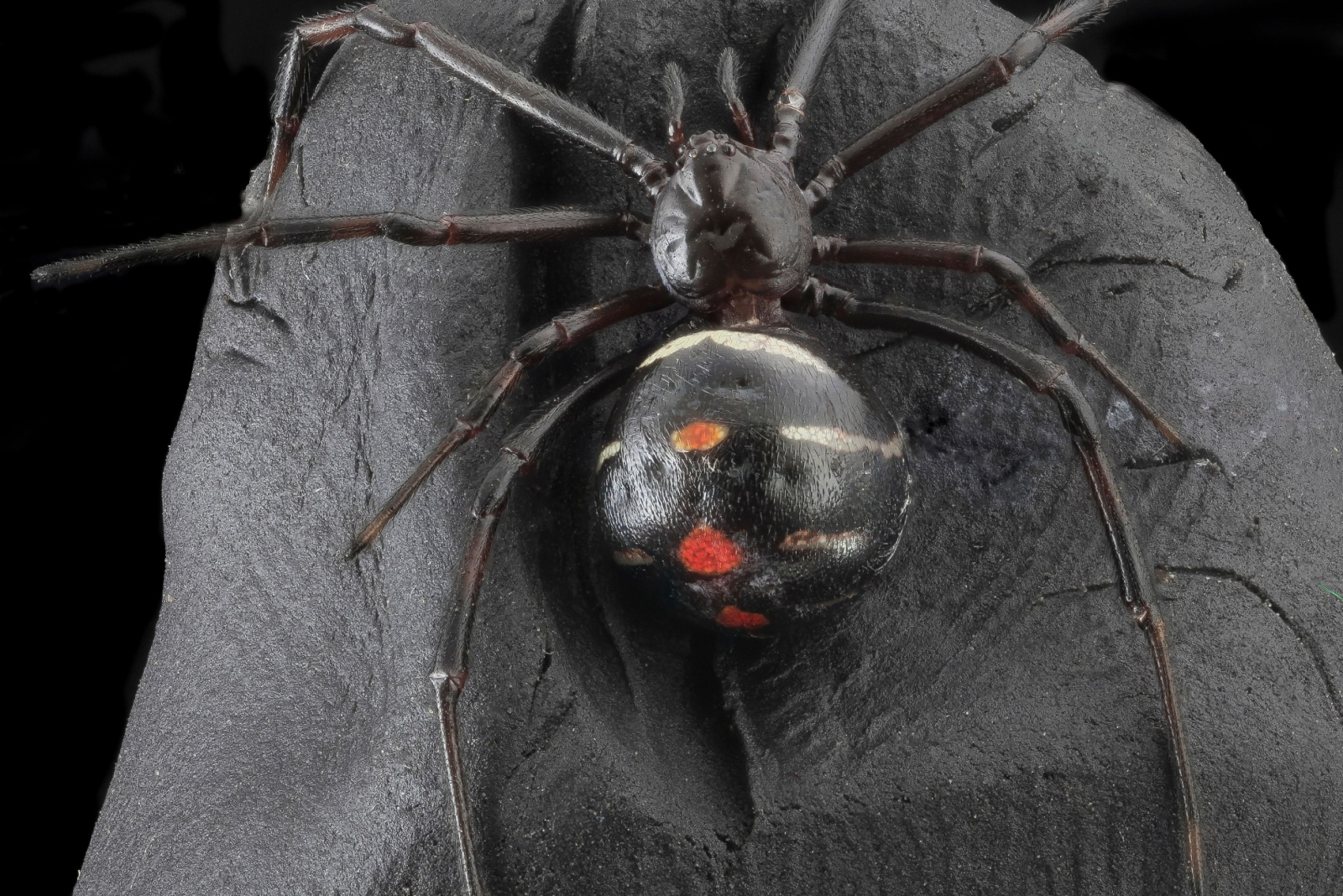 Female Northern Black Widow Spider