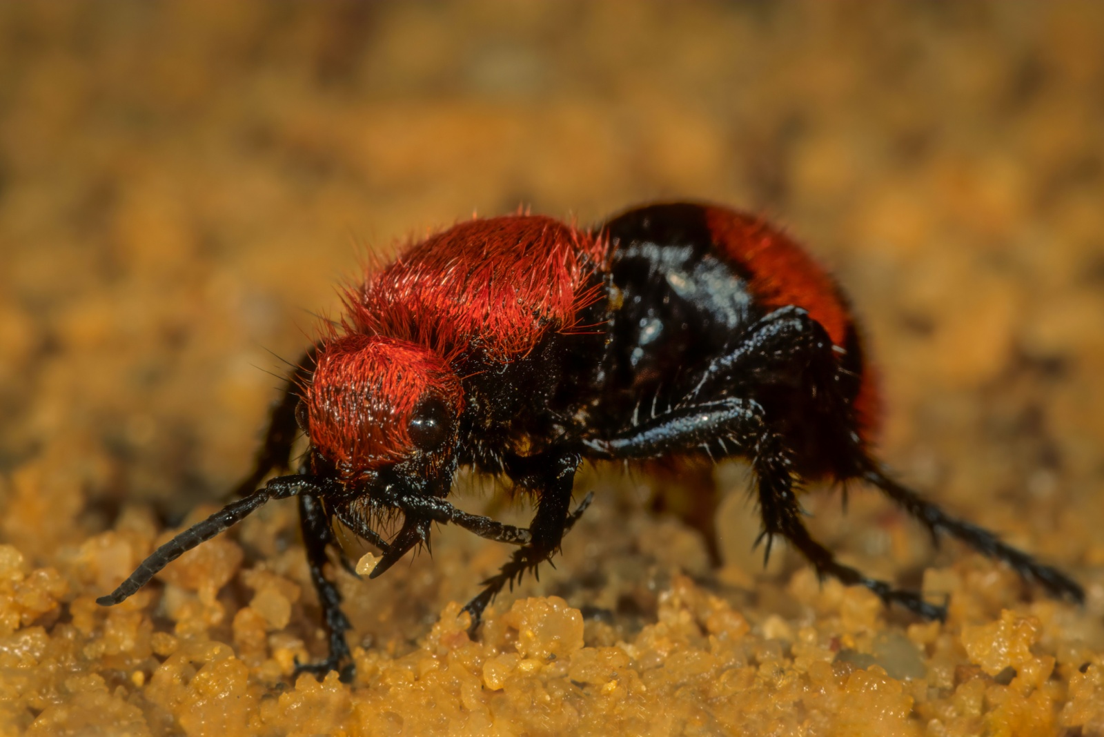 10 Venomous Creatures Ohio Residents Should Know About