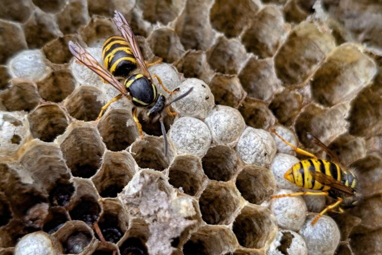 bees (featured image)