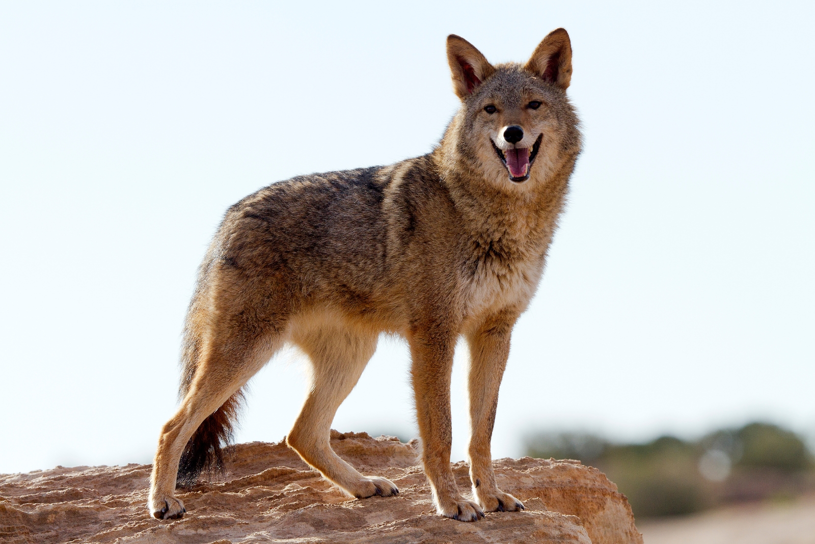 10 Ways To Handle A Coyote In Your North Carolina Yard (And 4 Things That Make It Worse)