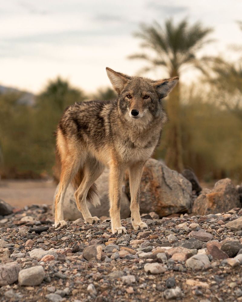 Make Yourself Look Big And Loud