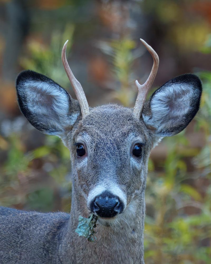 White-Tailed Deer