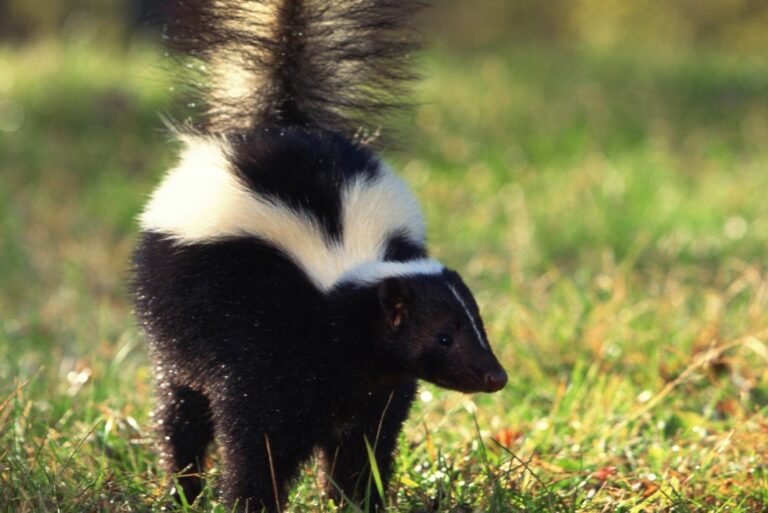Striped skunk
