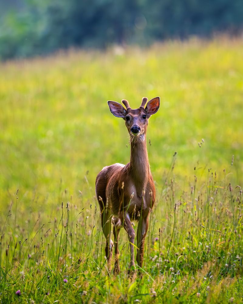 White-Tailed Deer