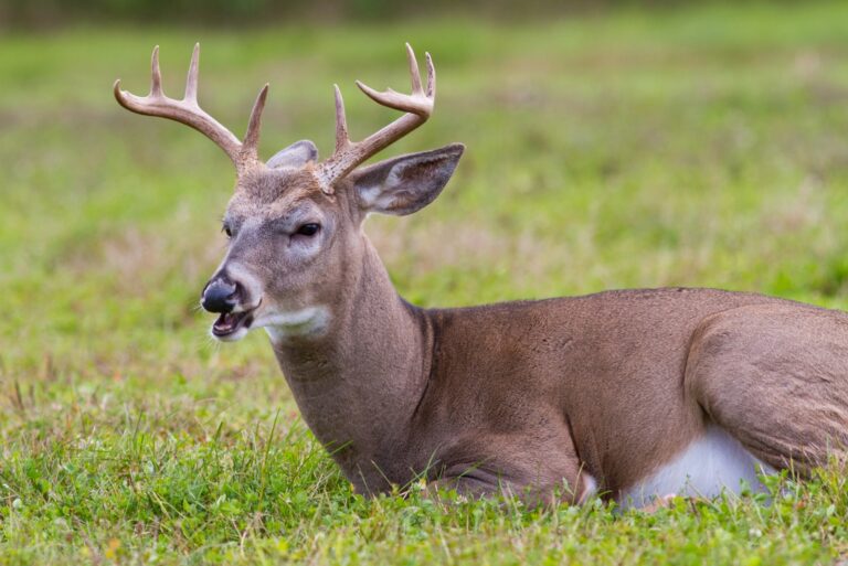 deer (featured image)