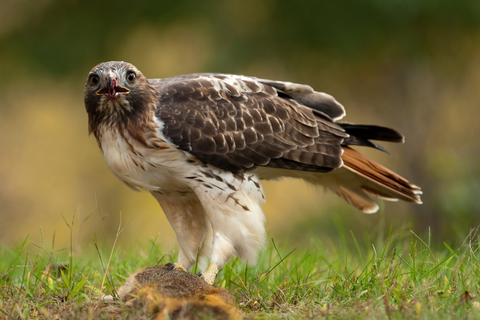 10 Wild Animals Thriving In Ohio Cities That Might Be In Your Backyard