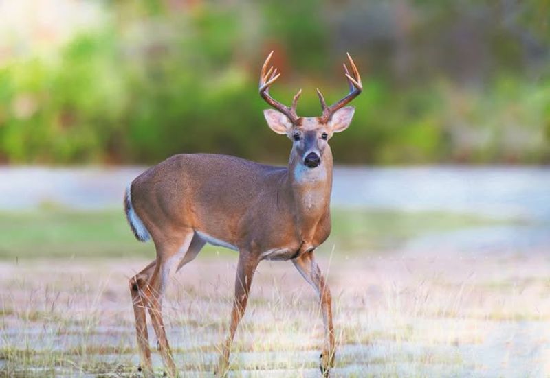 White-Tailed Deer
