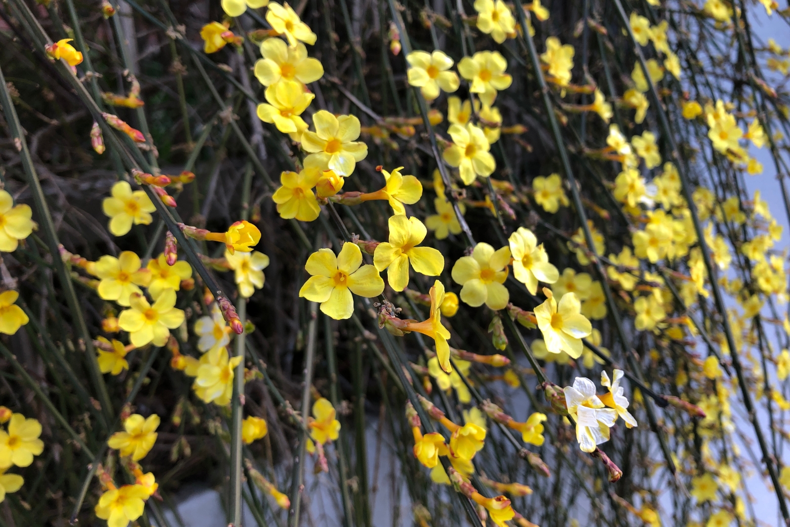 10 Winter-Blooming Perennials That Survive Frost In Washington