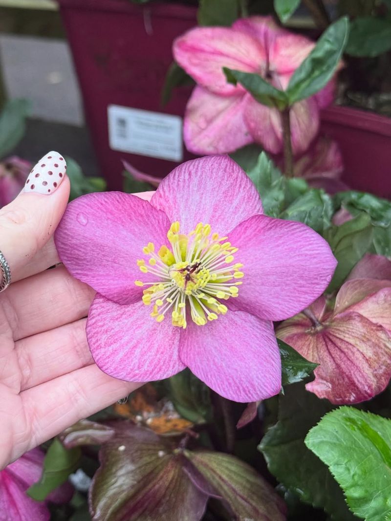 Hellebore (Christmas Rose)