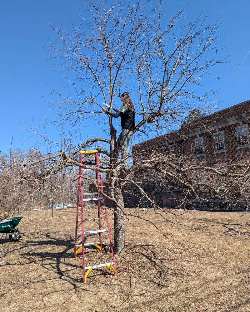 Prune Your Fruit Trees