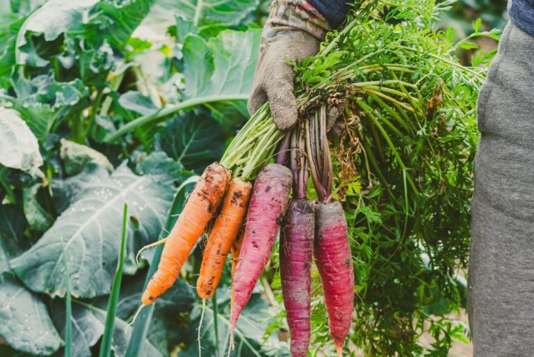 Harvest of rainbow carrots in the winter garden in North Carolina