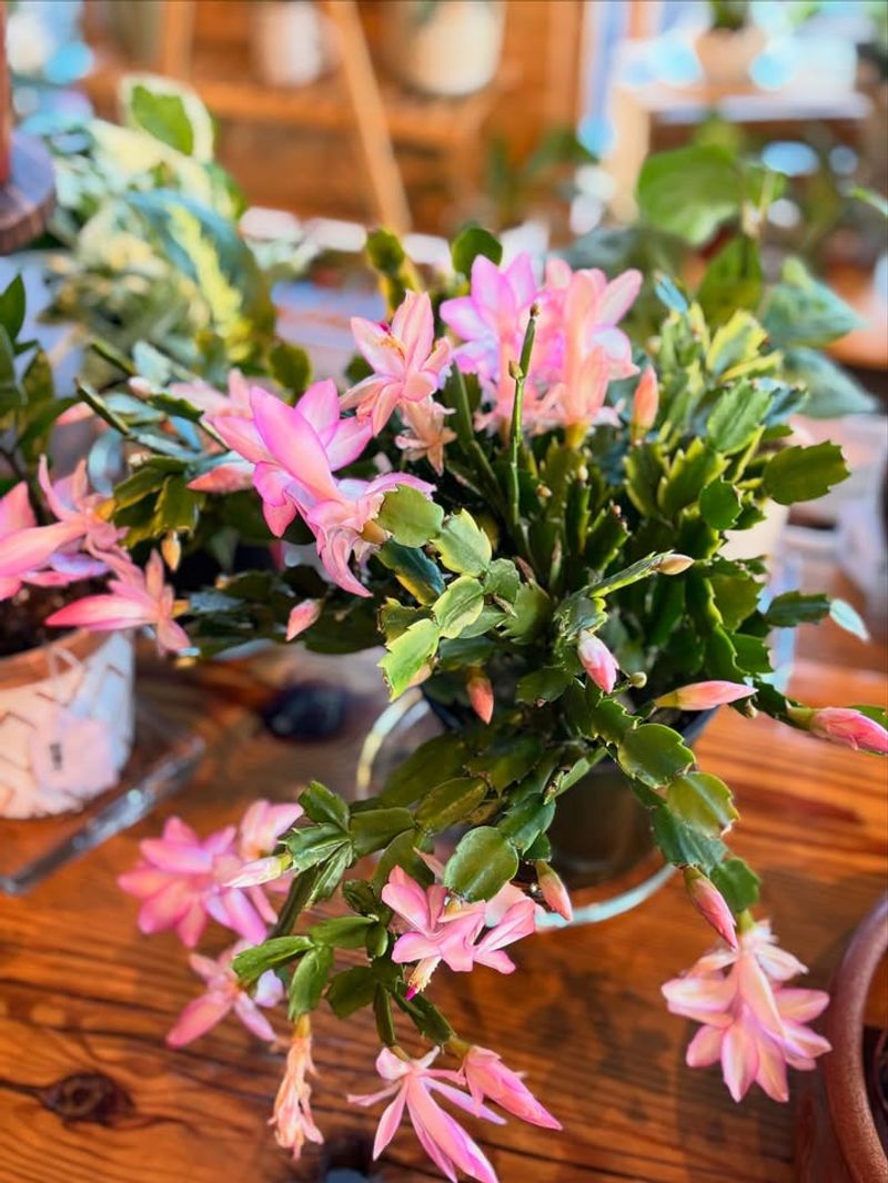 11. Christmas Cactus