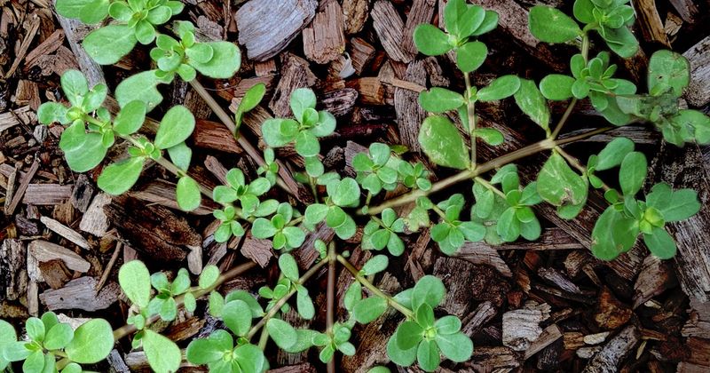 11. It Actually Improves Soil Health