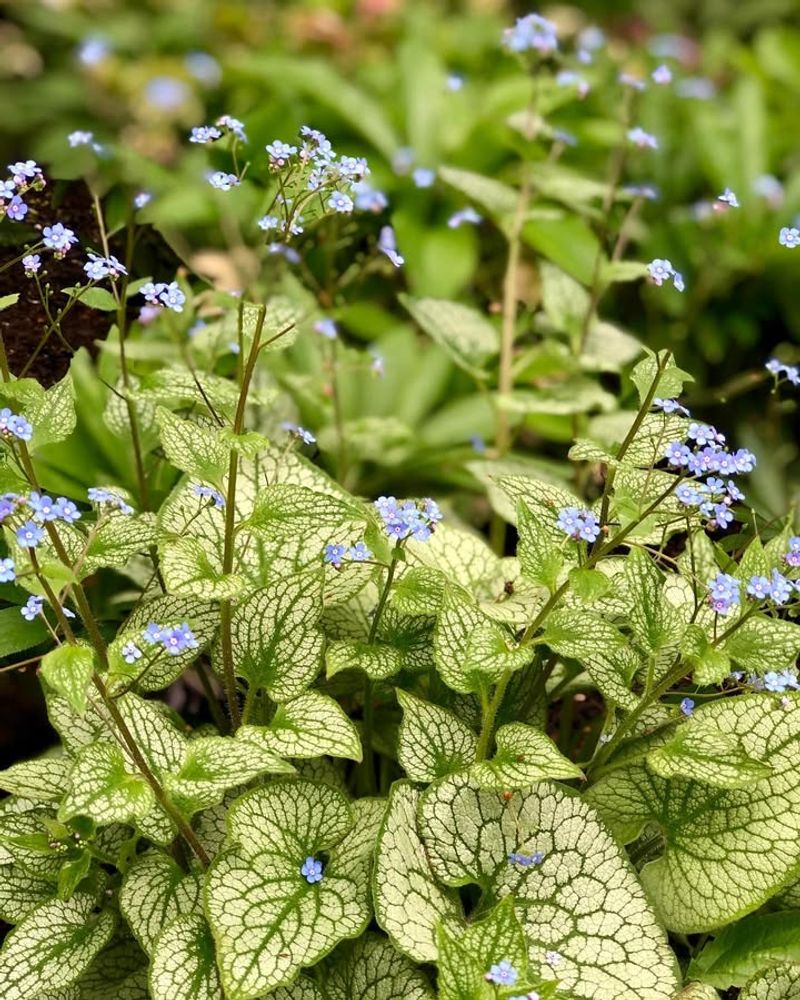 11. Brunnera