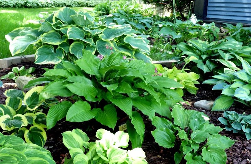 11. Planting Hostas Too Close Together