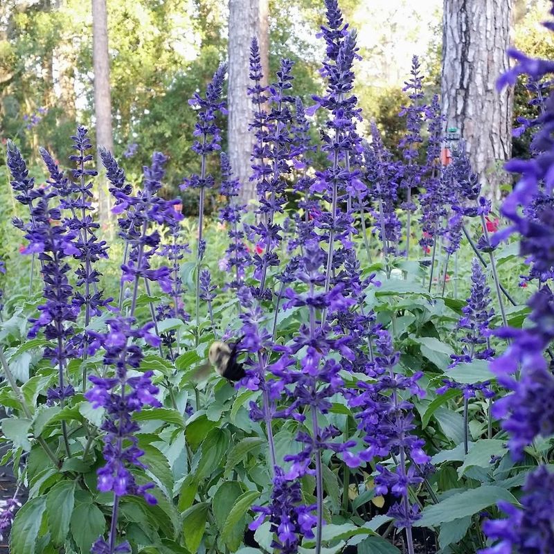 11. Salvia