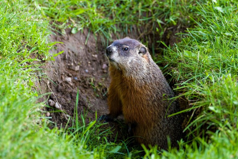 groundhog