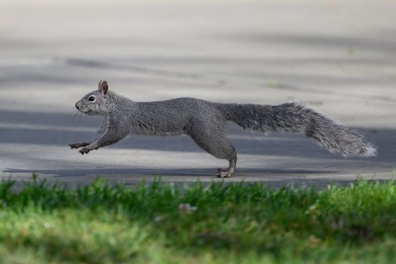 Eastern Gray Squirrel