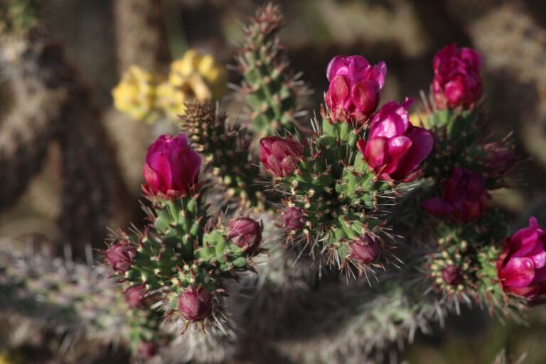 pencil cholla cactus blooming in sun