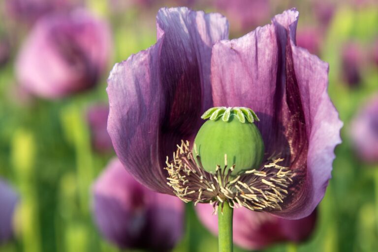 Detail of opium poppy flower