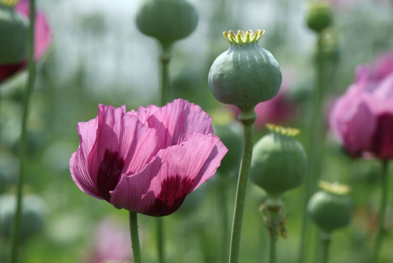 Opium poppy