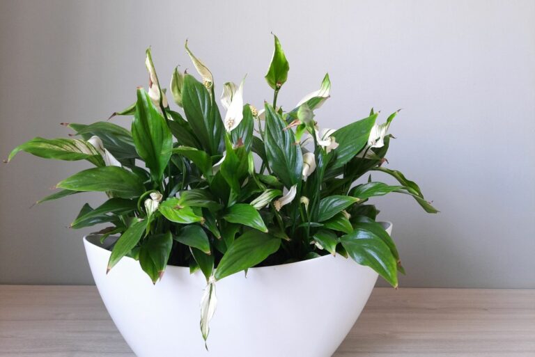 Peace Lily Houseplant