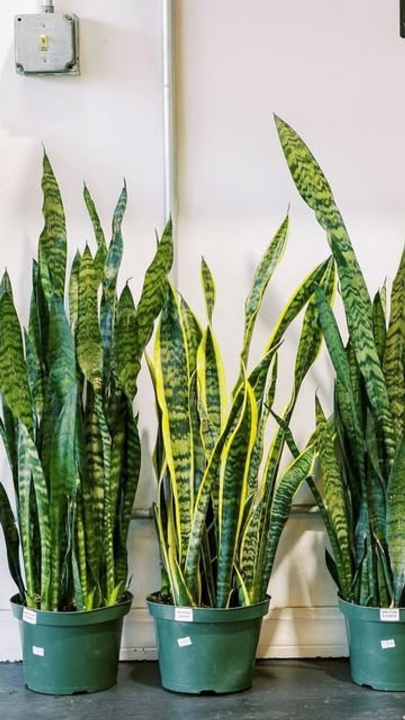 Snake Plant (Sansevieria)