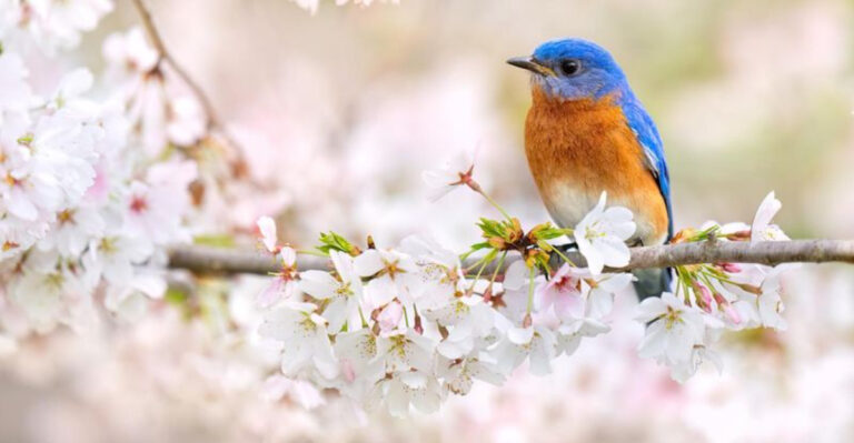 Eastern Bluebird in some beautiful cherry blossoms