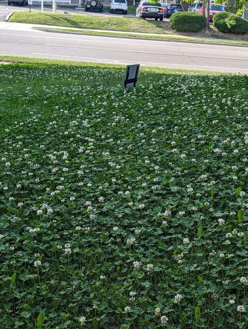 Traditional Grass Lawns