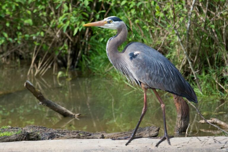 Great Blue Heron