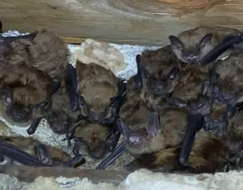 Bats Roosting In Your Attic
