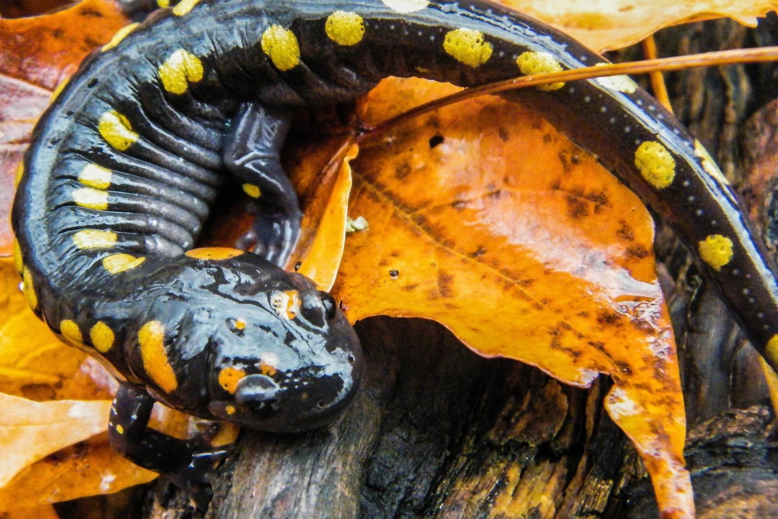 11 Creatures Pennsylvania Residents Are Not Allowed To Legally Remove From Homes Or Gardens