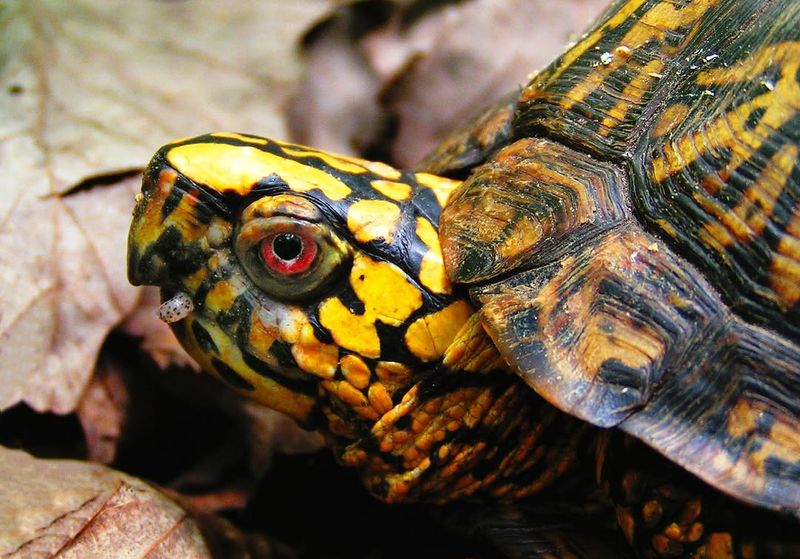 Eastern Box Turtle