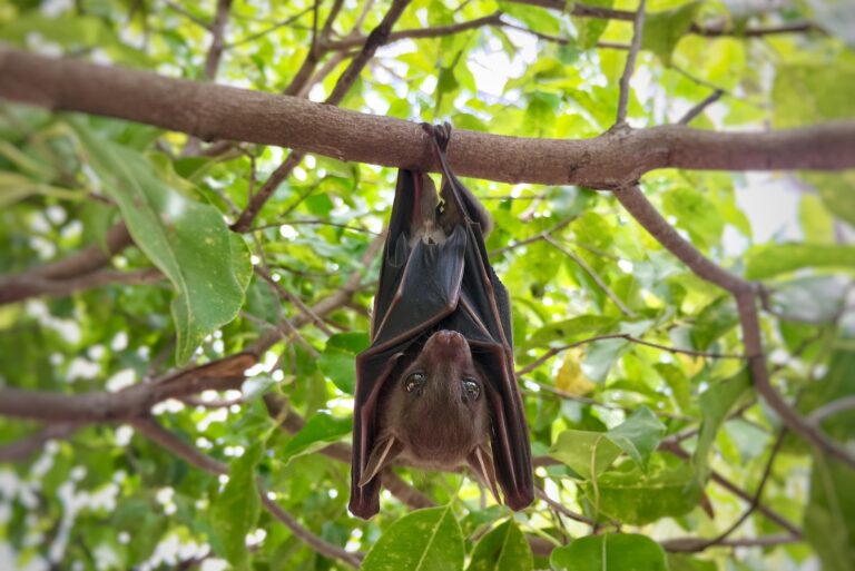 bat (featured image)