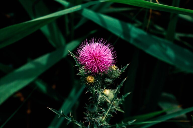 Isolated musk thistle