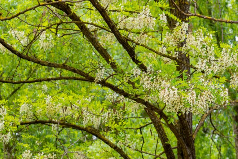 black Locust flowers
