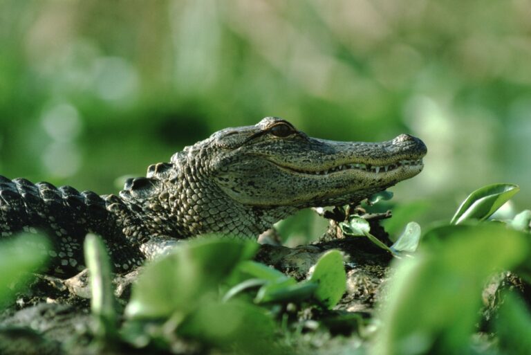 American Alligator