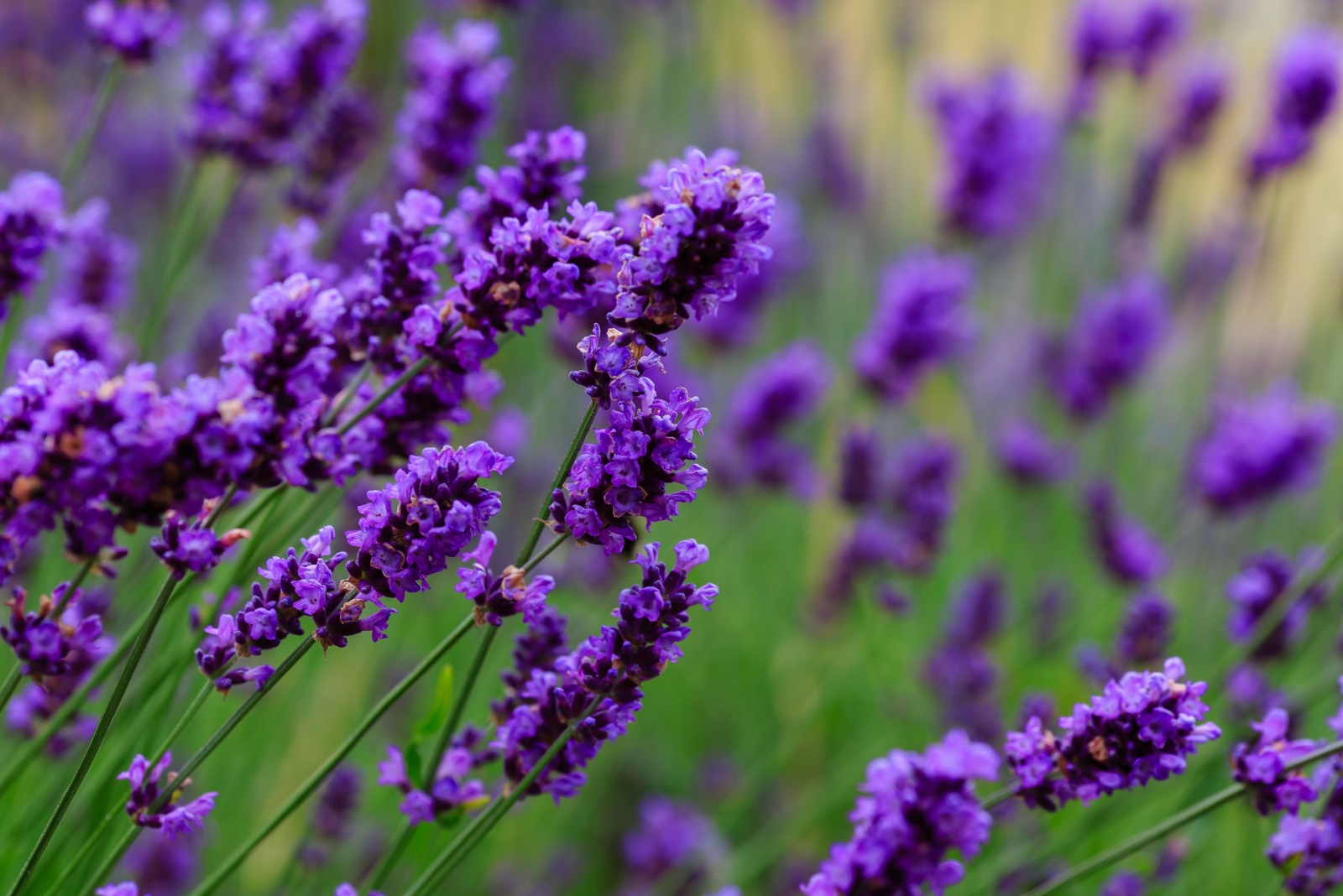 11 Deer-Resistant Flowers New Jersey Homeowners Are Turning To This Season