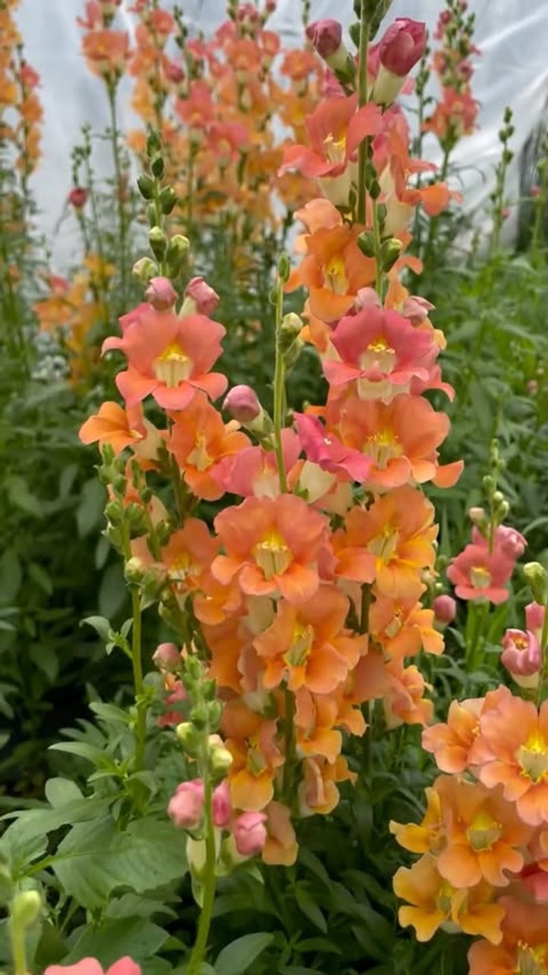 Snapdragons