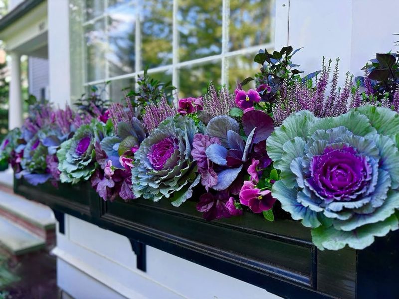 Ornamental Kale