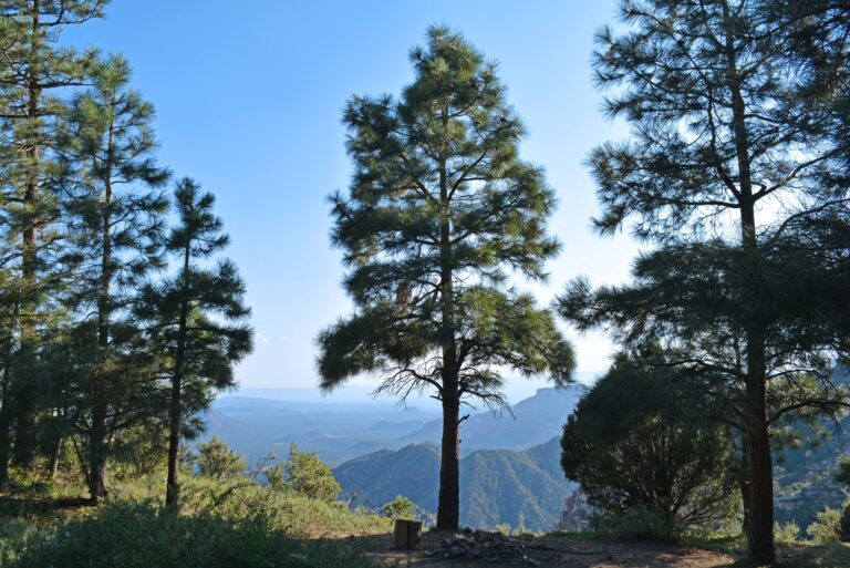 Ponderosa pine tree in the foreground