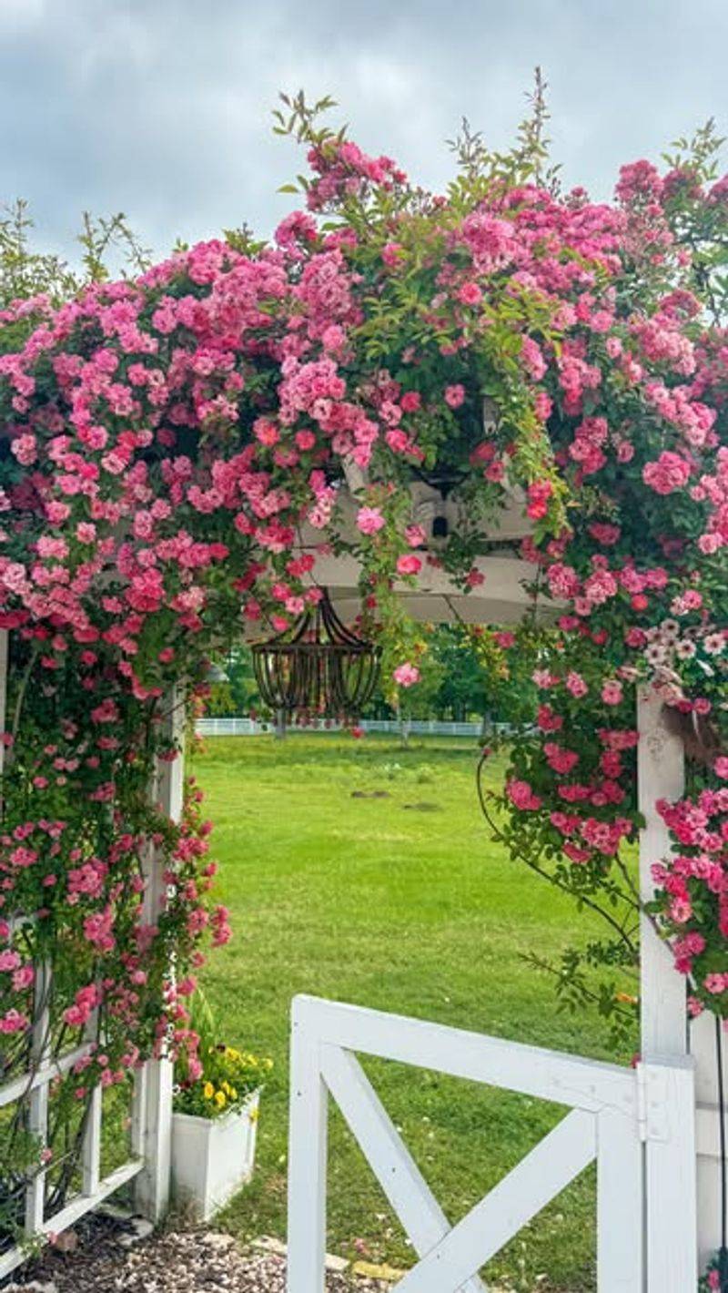 Climbing Roses