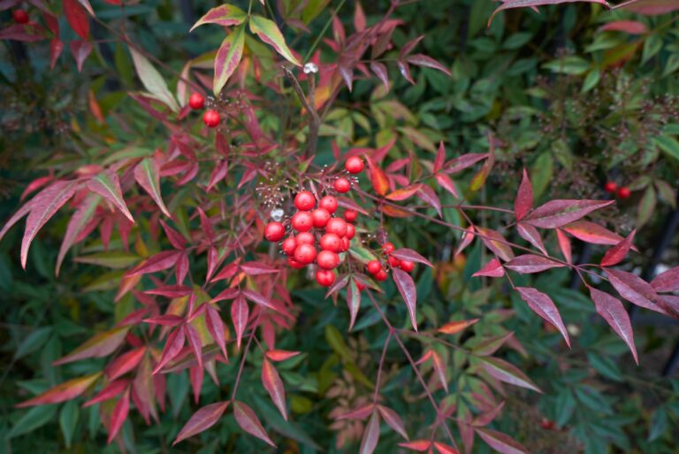 nandina plant